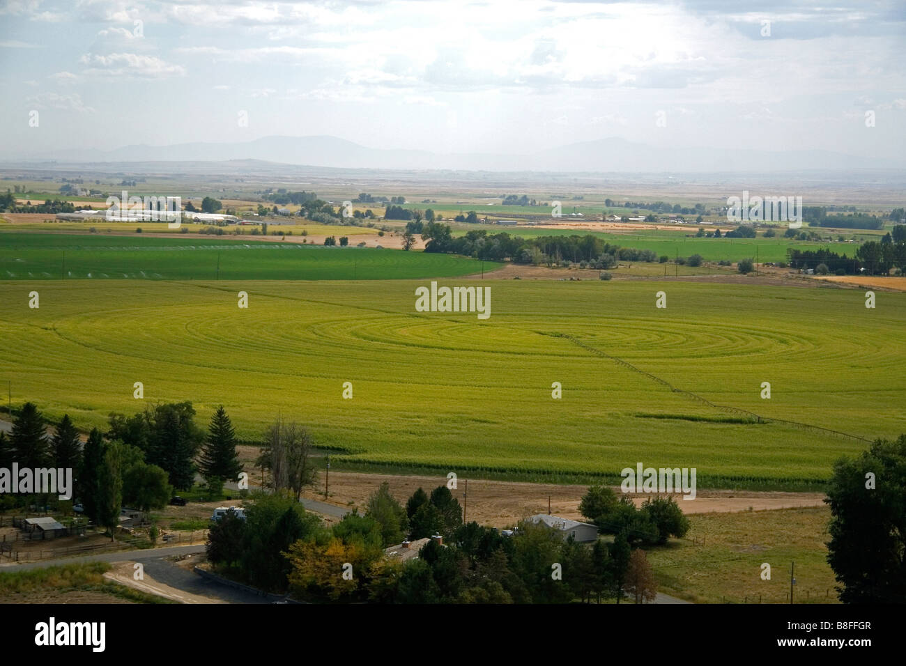 L'irrigation pivot d'un champ de blé dans la région de Jerome Idaho Banque D'Images