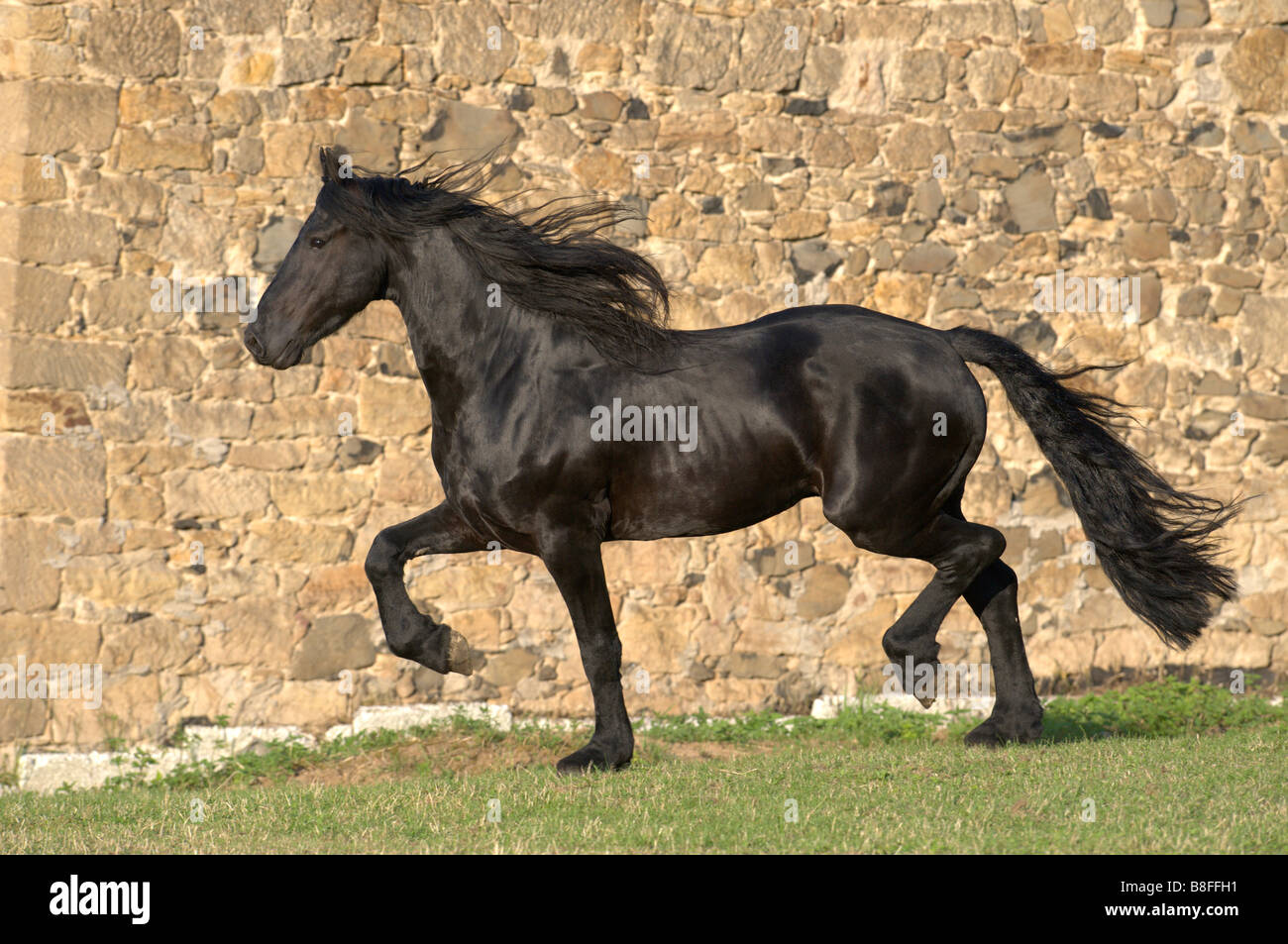 Cheval frison (Equus ferus caballus), étalon en un trot Banque D'Images
