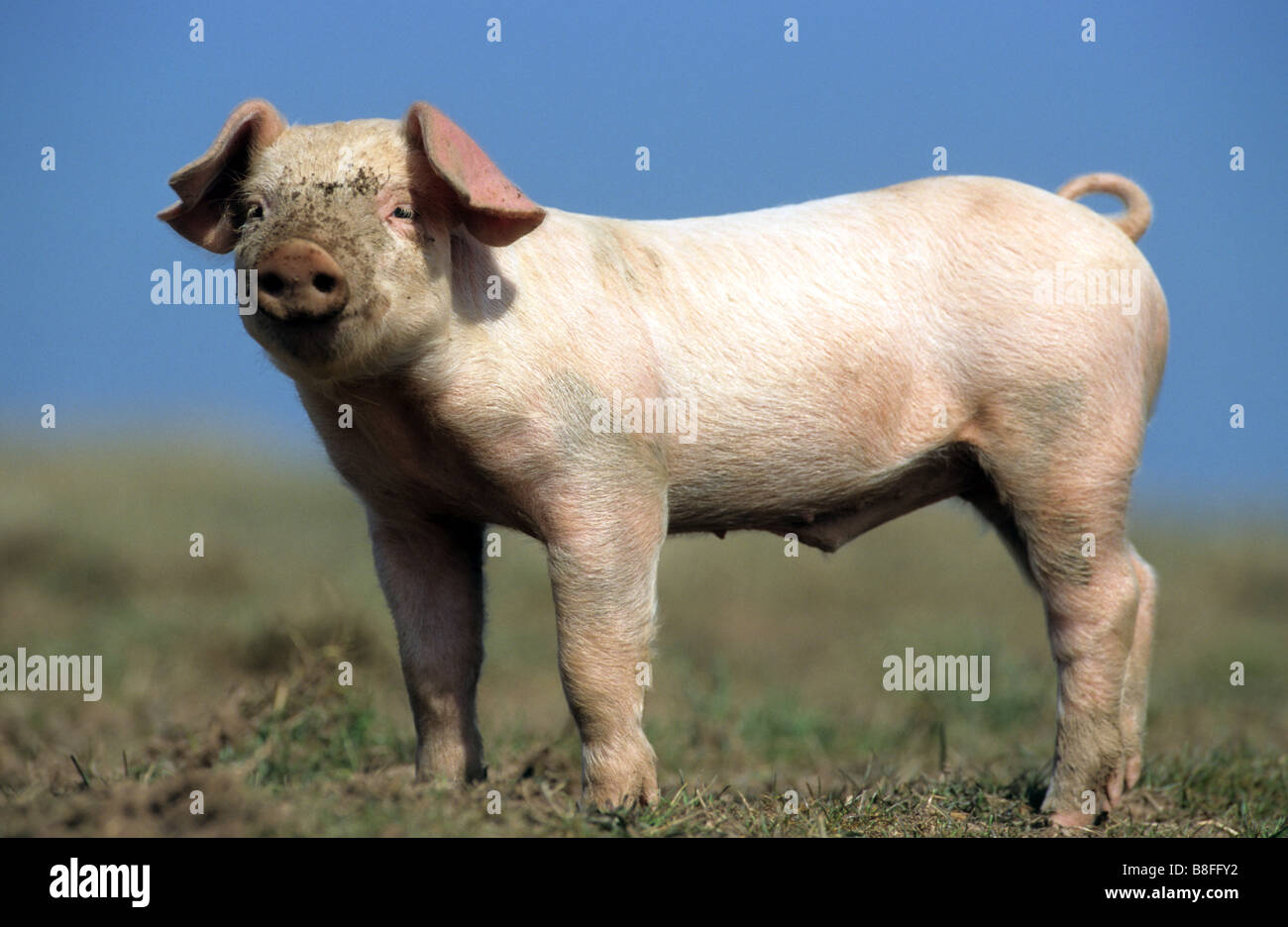 Porc domestique (Sus scrofa domestica). Le porcelet debout sur l'herbe Banque D'Images