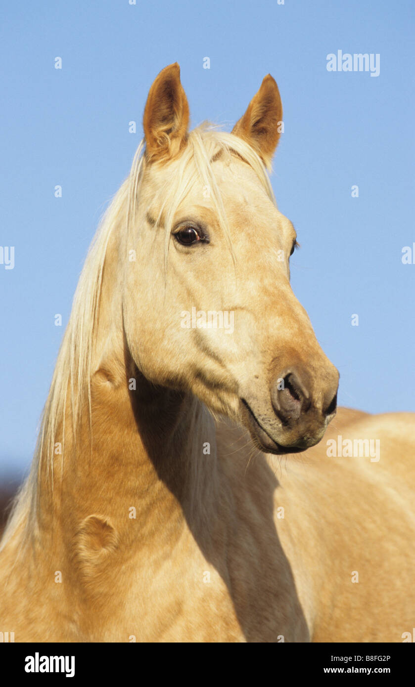Quarter Horse (Equus ferus caballus), portrait Banque D'Images