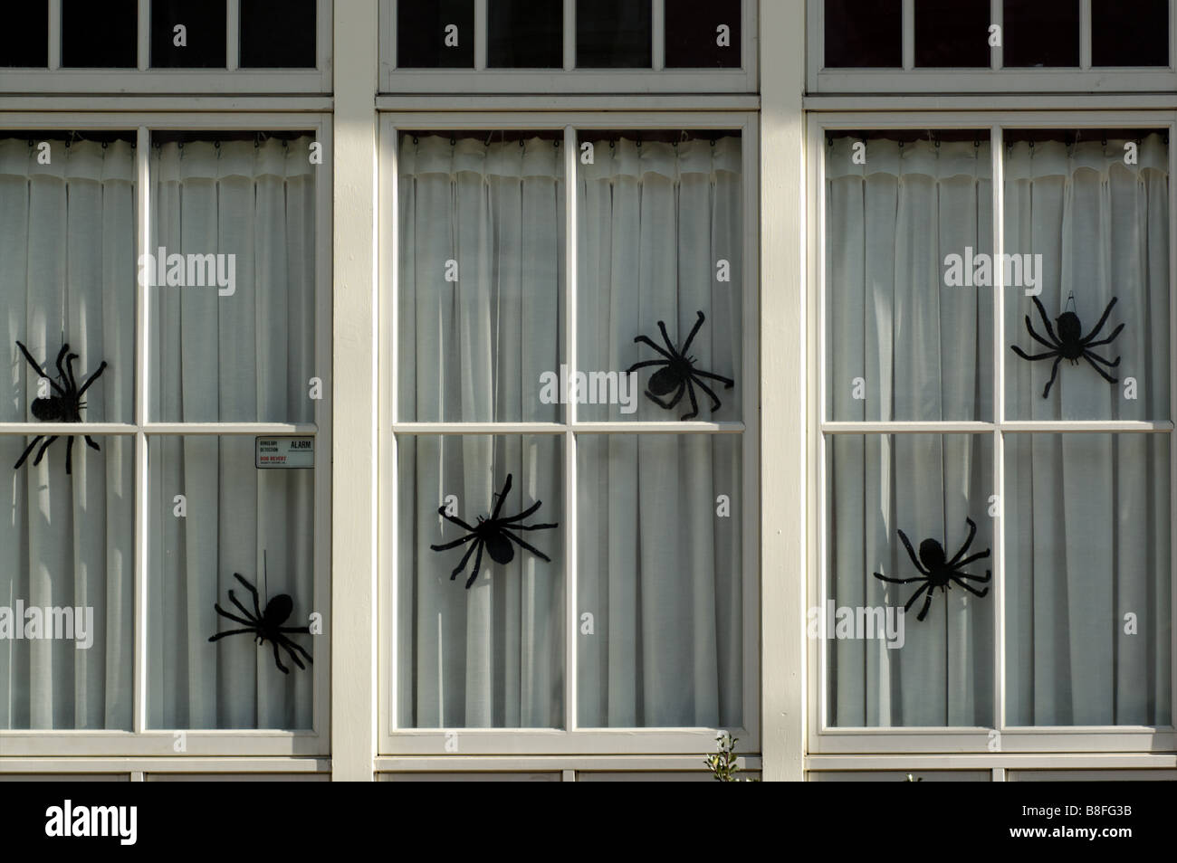 Big furry araignées dans une fenêtre de la chambre comme décoration halloween Banque D'Images