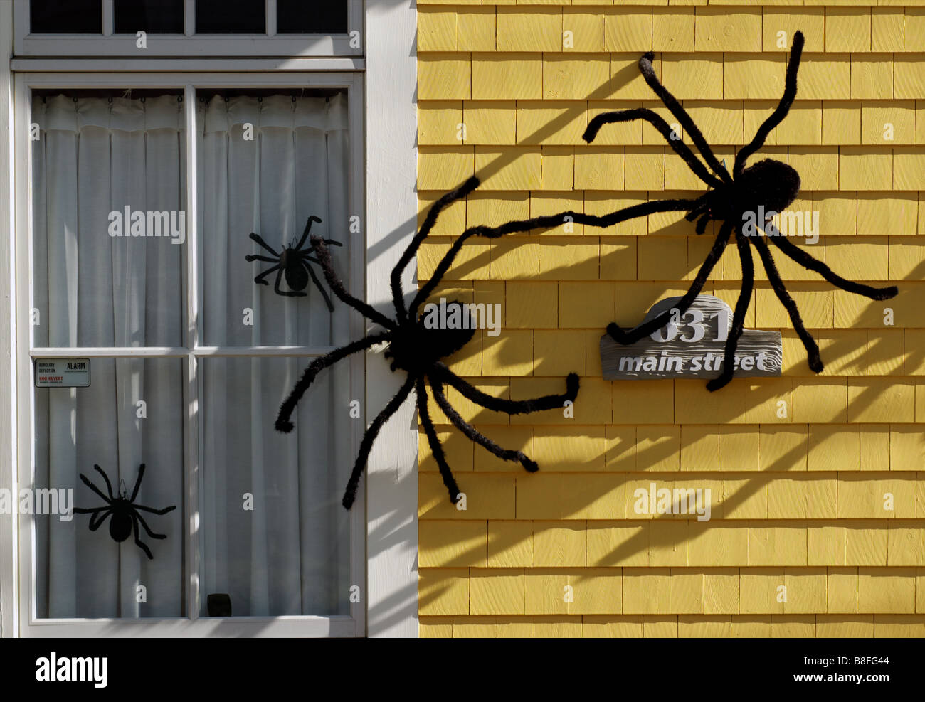 Big furry araignées dans une fenêtre de la chambre comme décoration halloween Banque D'Images