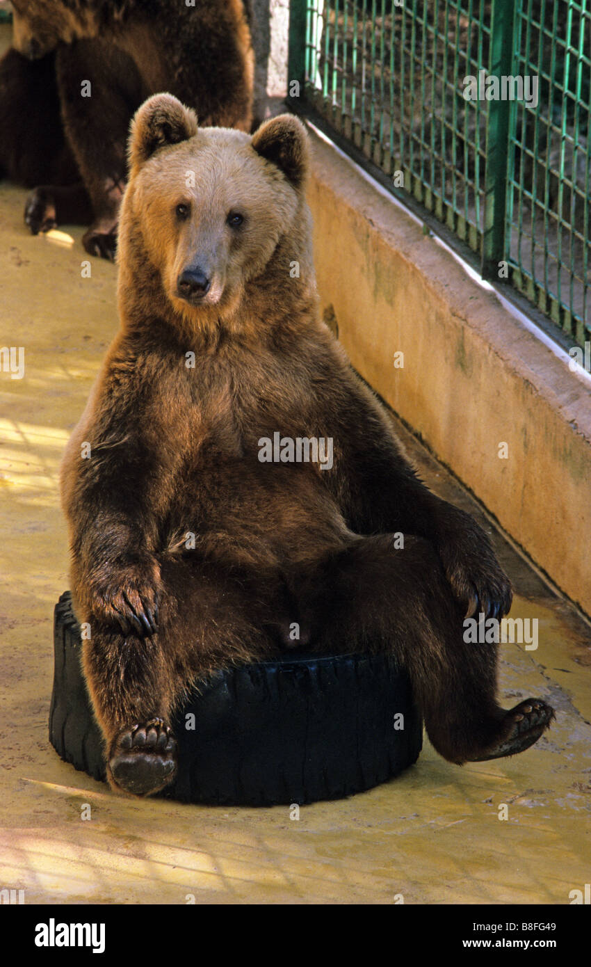 Ours brun en captivité, Ursus arctos, assis avec les pieds sur les genoux de vieux pneus, le Zoo du Mont Faron, Toulon, Provence, France Banque D'Images