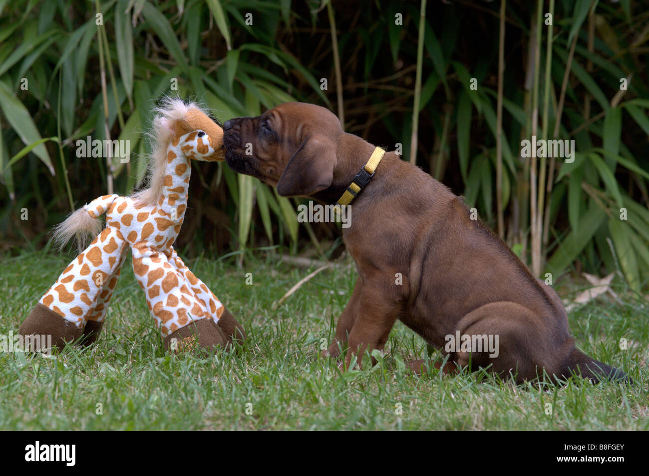 Le Rhodesian Ridgeback (Canis lupus familiaris), chiot jouer avec un jouet girafe Banque D'Images
