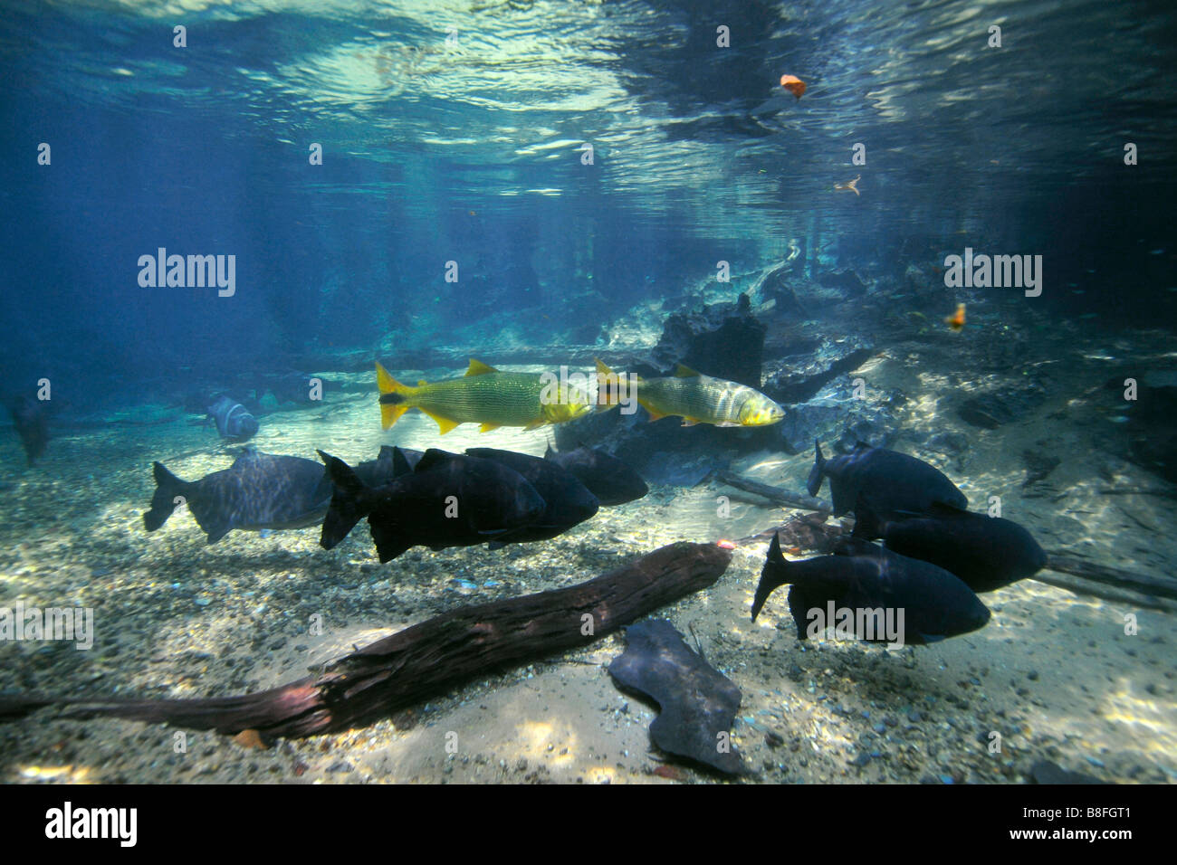 Salminus maxillosus Dorados et en SSPI et Piaractus mesopotamicus Prata river Bonito Mato Grosso do Sul, Brésil Banque D'Images