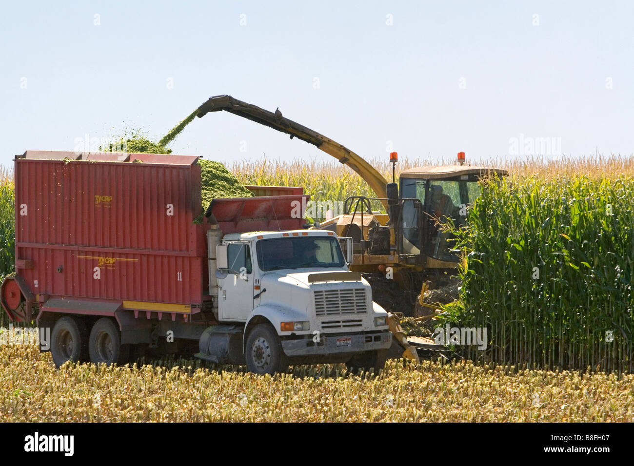L'ensileuse maïs haché près de Jerome Idaho USA Banque D'Images