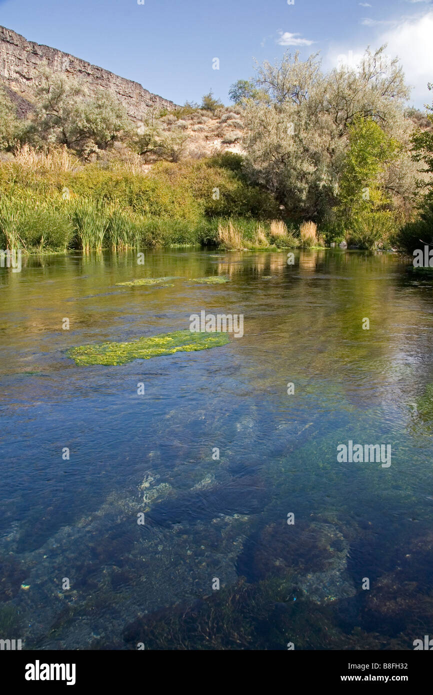 L'eau de source naturelle à Niagara Springs State Park à Hagerman Texas USA Banque D'Images