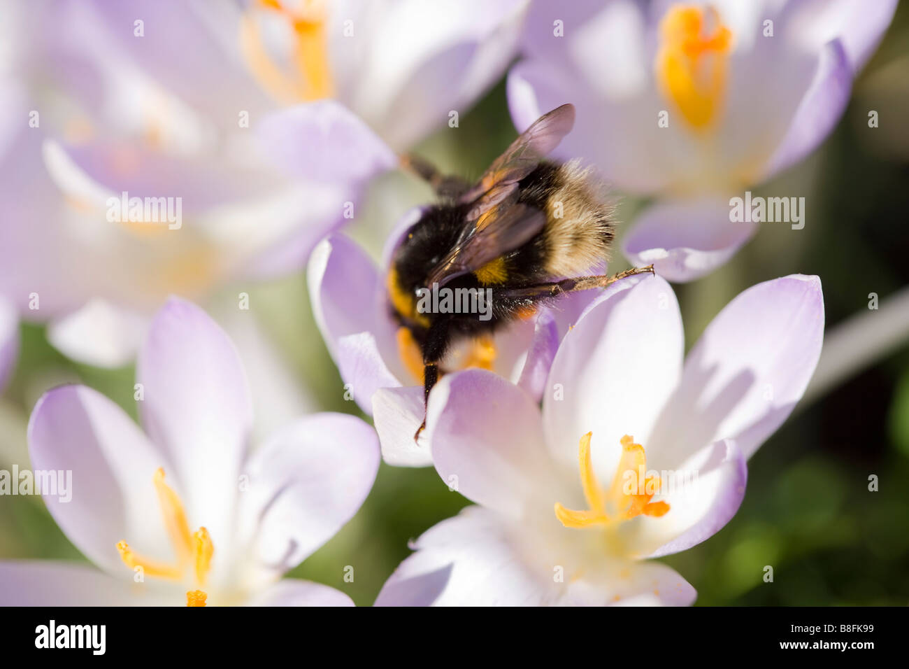 Bee pollen fleurs de printemps Banque D'Images