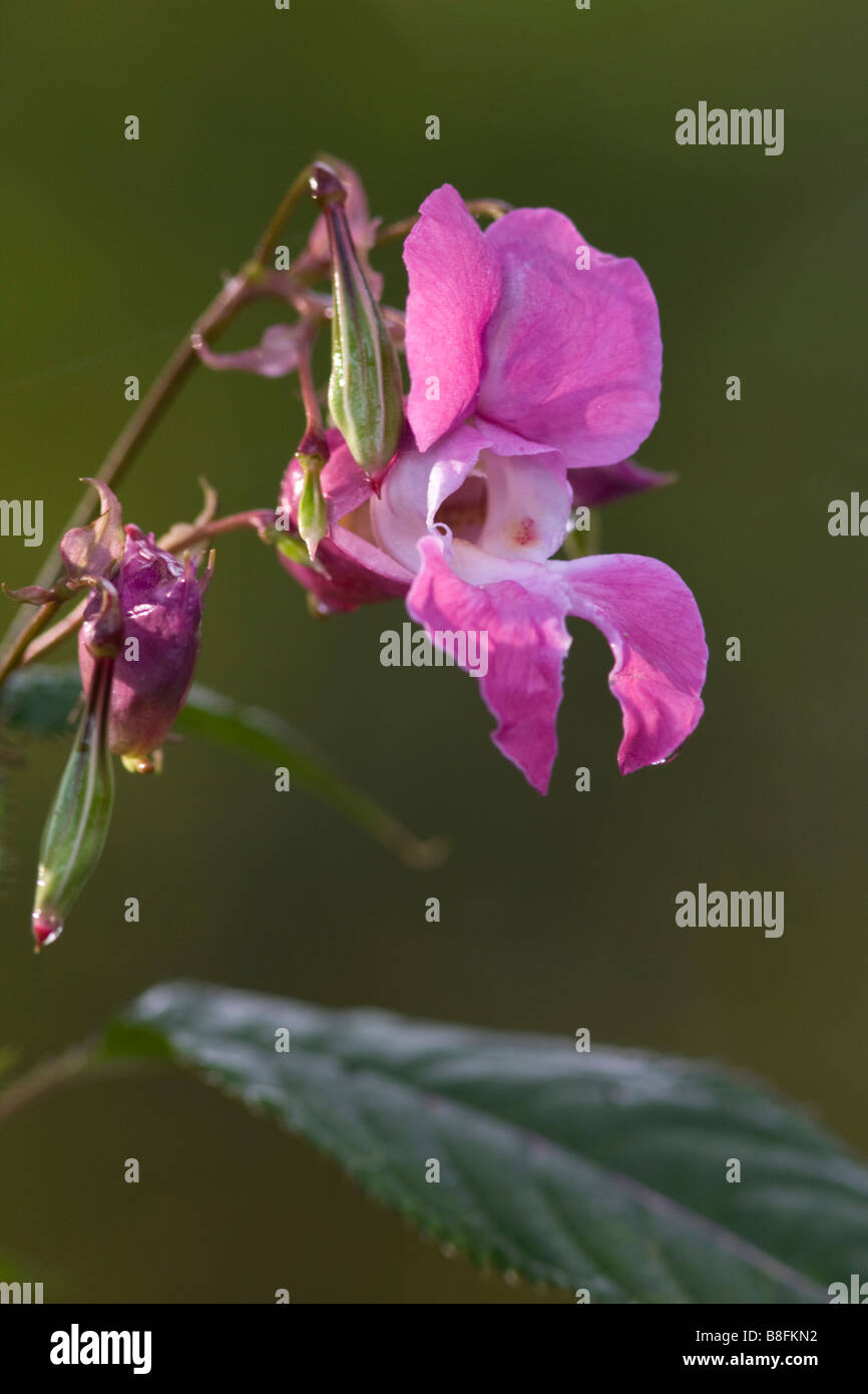 Balsamine de l'himalaya impatiens balsamifera Banque D'Images
