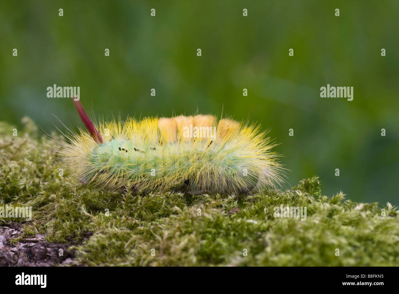 Larve de papillon de nuit Banque de photographies et d’images à haute résolution Alamy