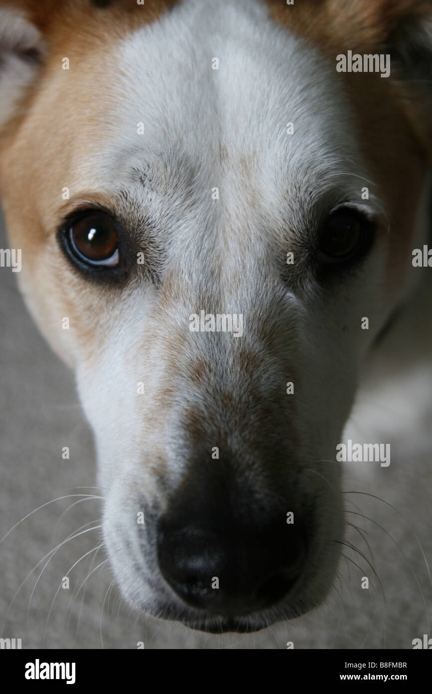 Un gros plan du visage d'un chien. Banque D'Images