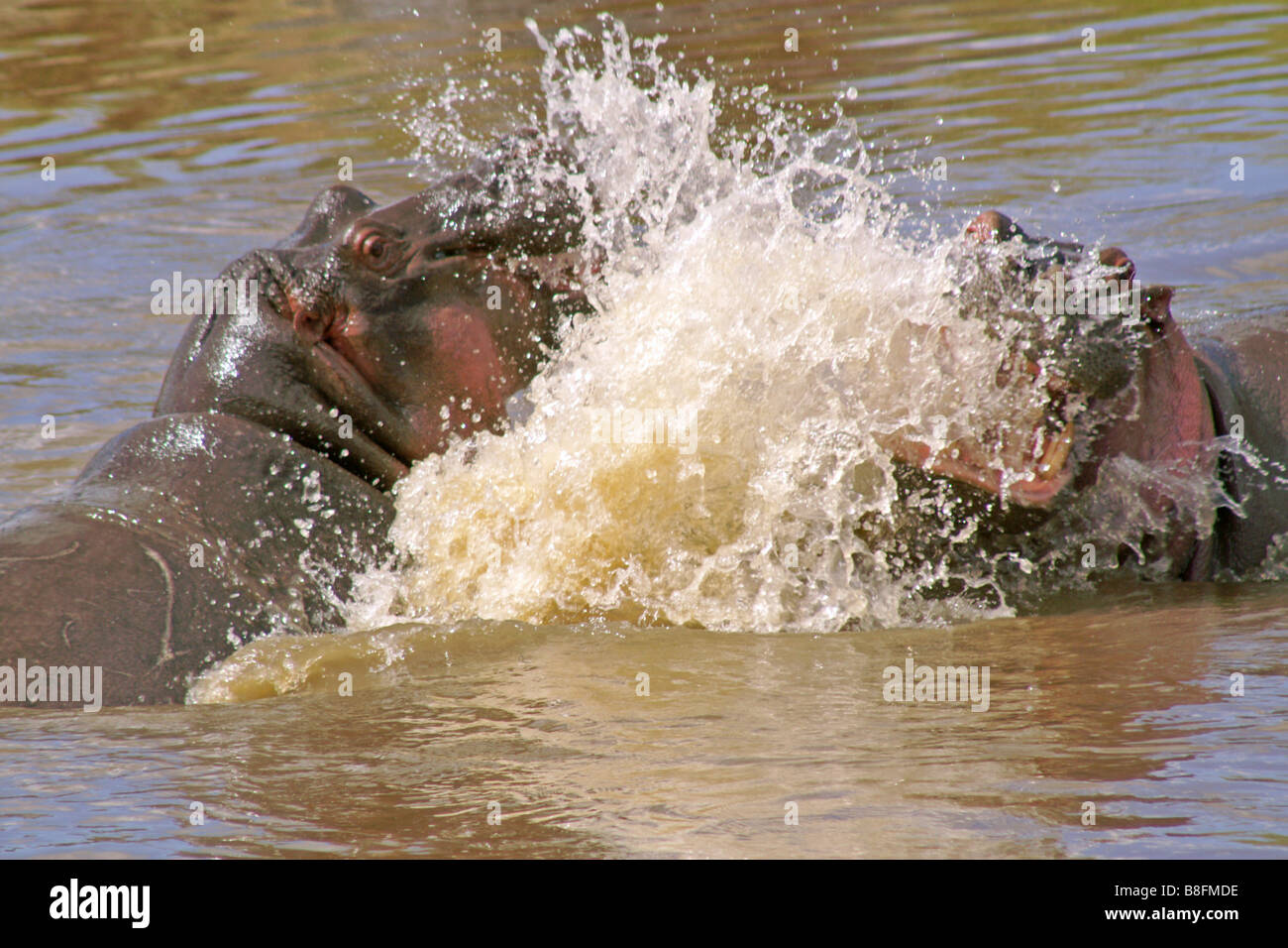 Hippopotames mâles combats en rivière, Masai Mara, Kenya Banque D'Images
