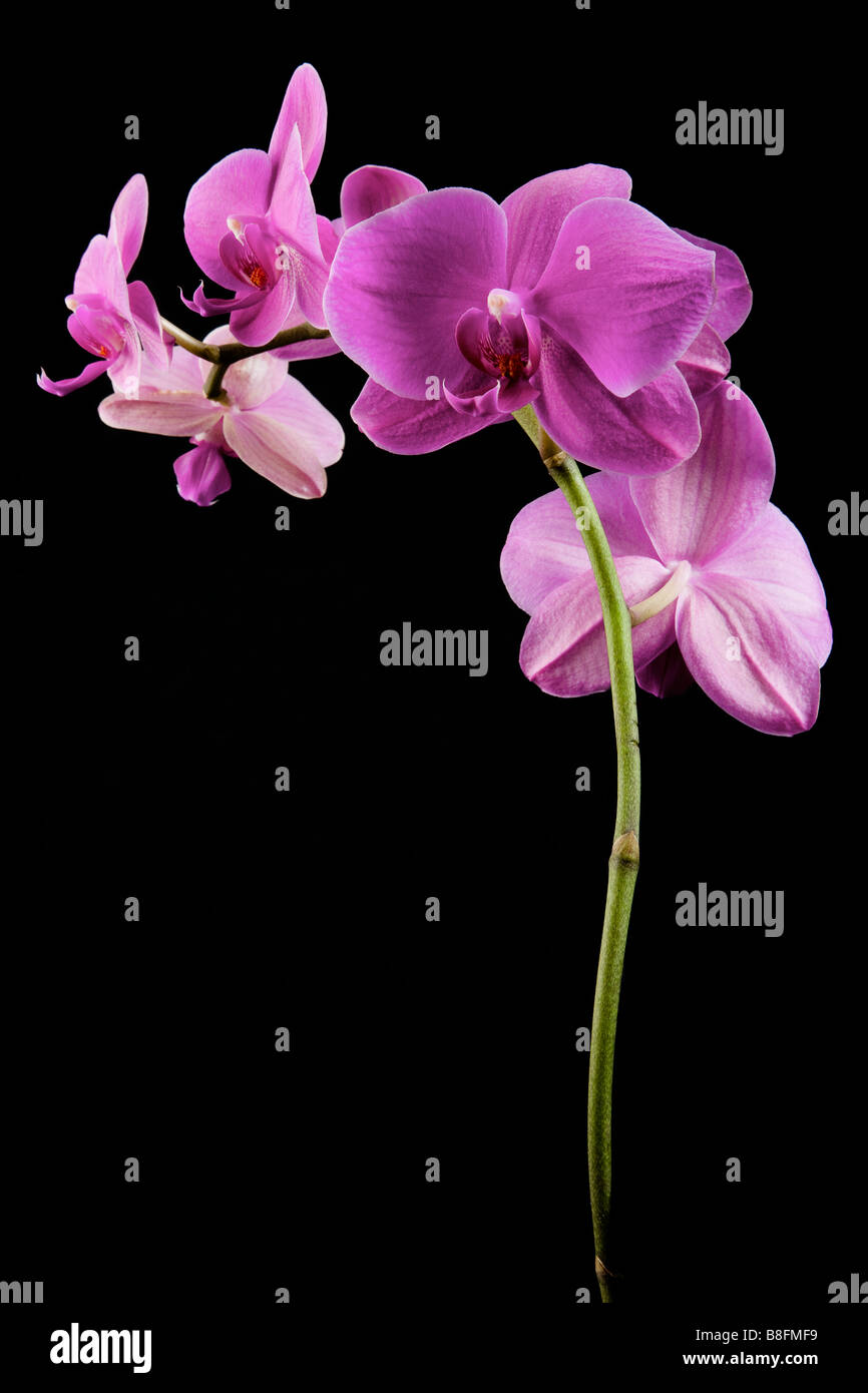 Orchidaceae Orchidée Rose exotique Banque D'Images