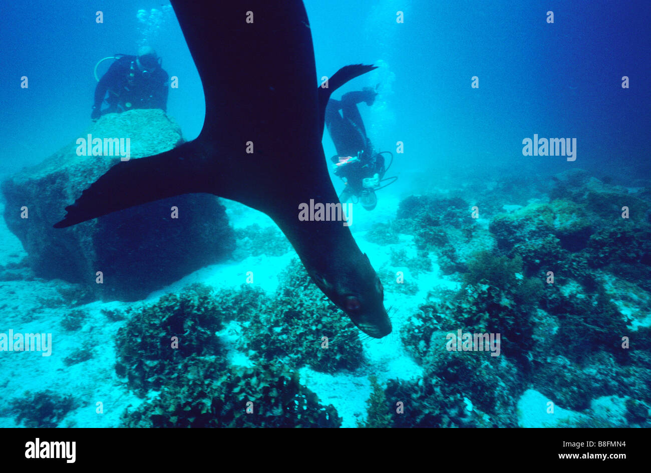Sealion propose un affichage acrobatique pour les plongeurs. Les Places du nord, Galapagos, la vie marine sous-marine des îles Galapagos. Banque D'Images