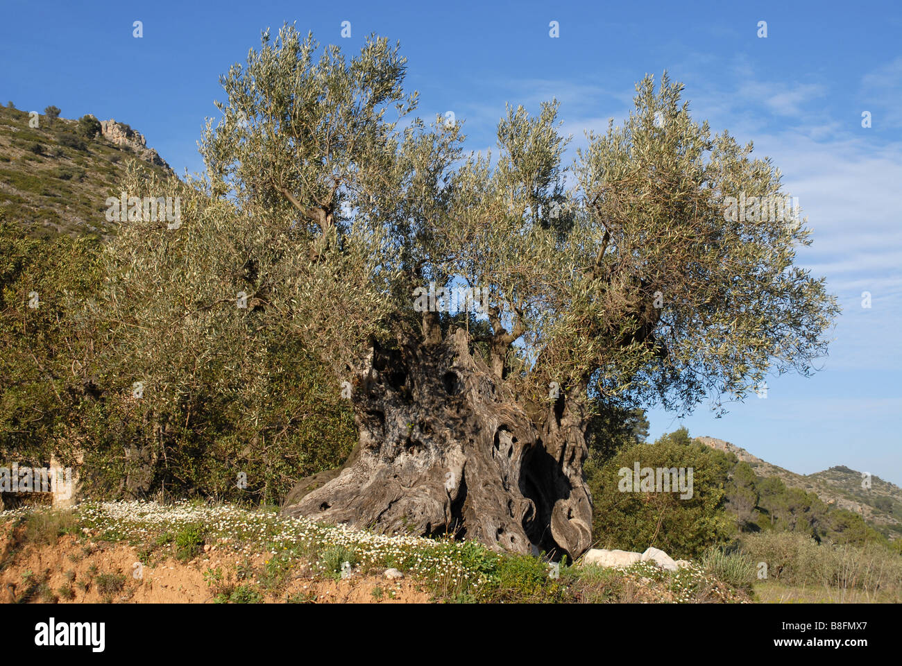 Vieil olivier, près de Jalón / Xalo, Province d'Alicante, Communauté Valencienne, Espagne Banque D'Images