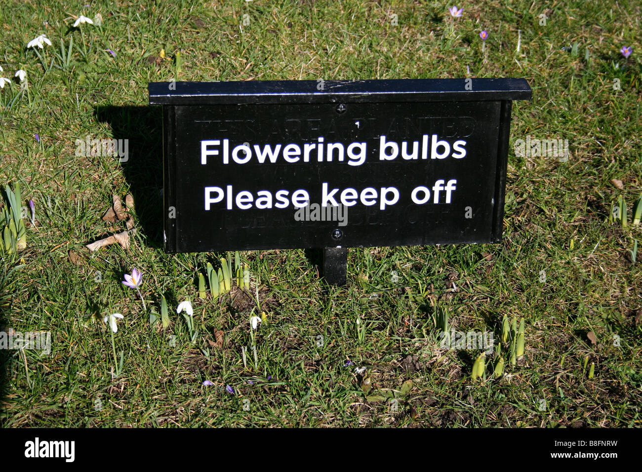 Inscrivez-vous avise les personnes de la floraison des bulbes et de marcher sur l'herbe. Banque D'Images