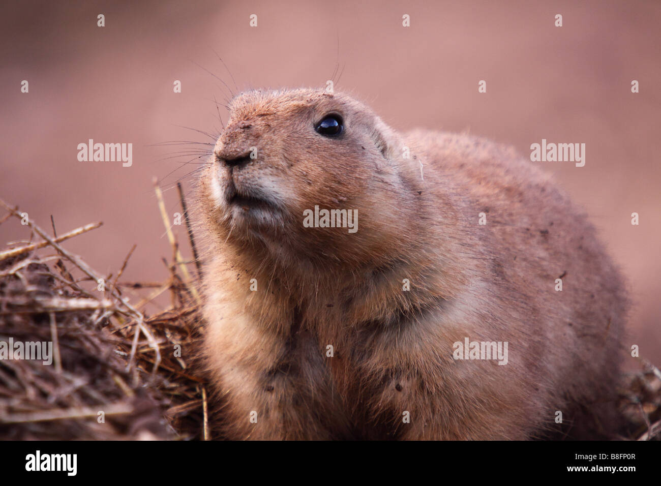 Marmotte de prairie Cynomys ludovicianus à son terrier entrée privée Banque D'Images