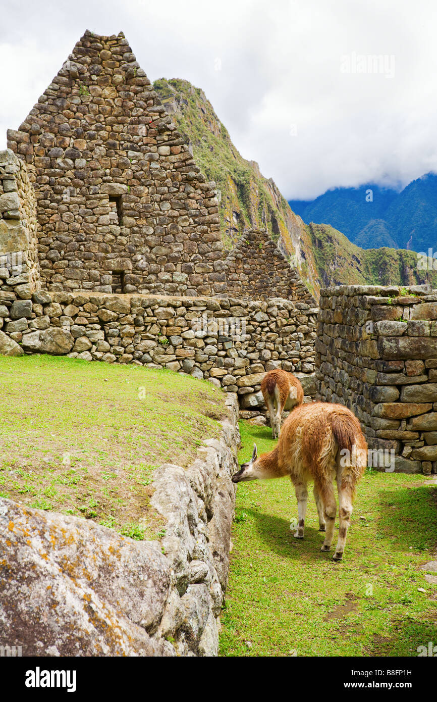 Les lamas à Machu Picchu Banque D'Images