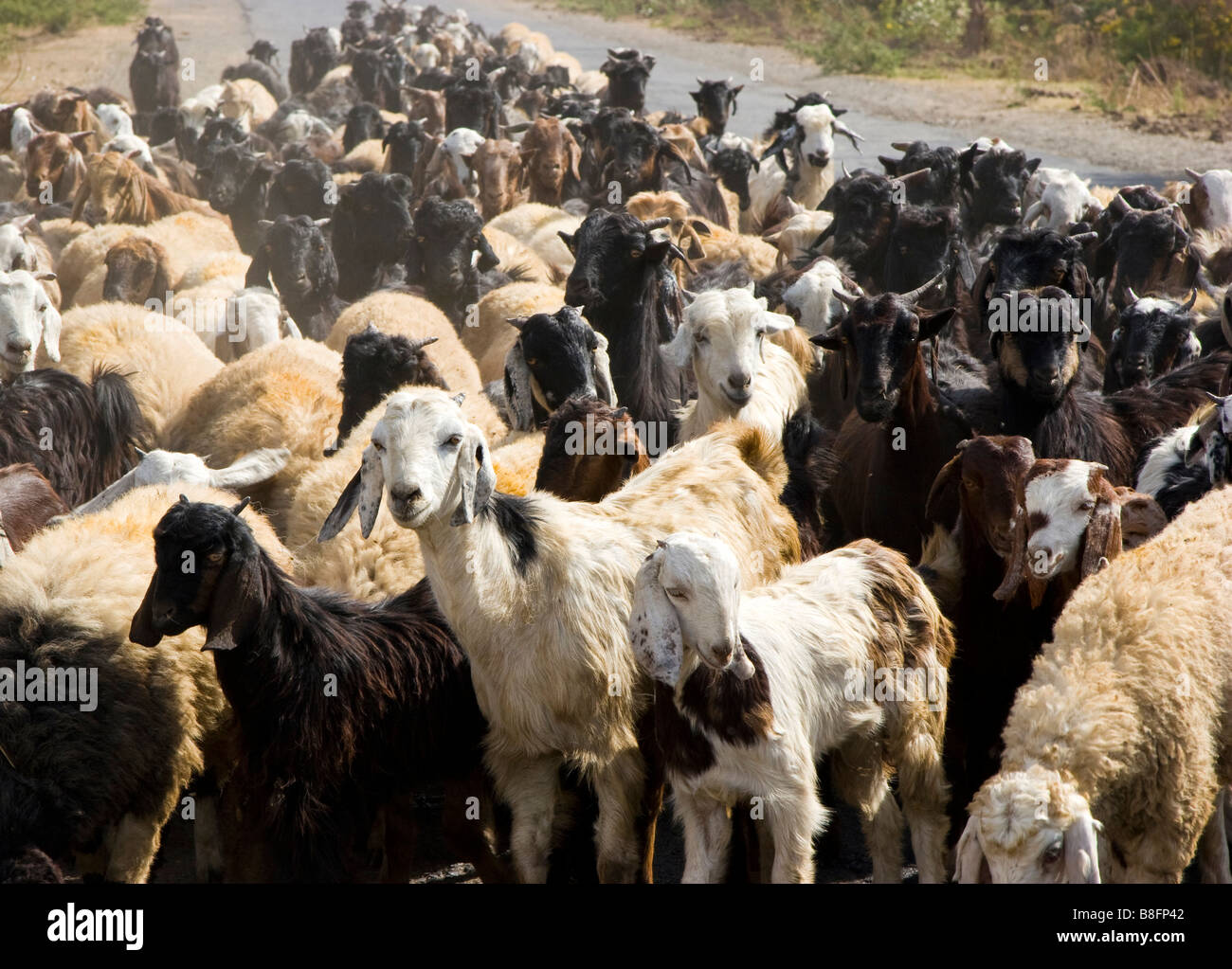 Chèvres sur street le Rajasthan en Inde Banque D'Images