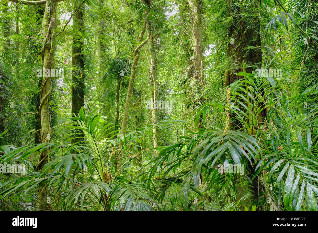 La beauté de la forêt tropicale des arbres dans la zone du patrimoine mondial de dorrigo Banque D'Images