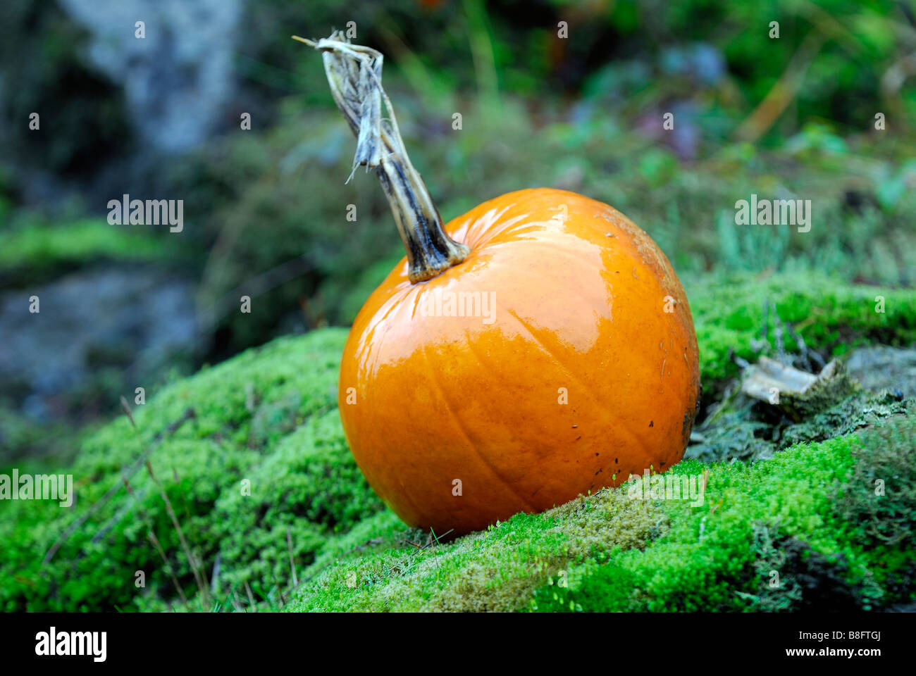 Jack-o-lantern Halloween la forêt de temps en Colombie-Britannique Banque D'Images