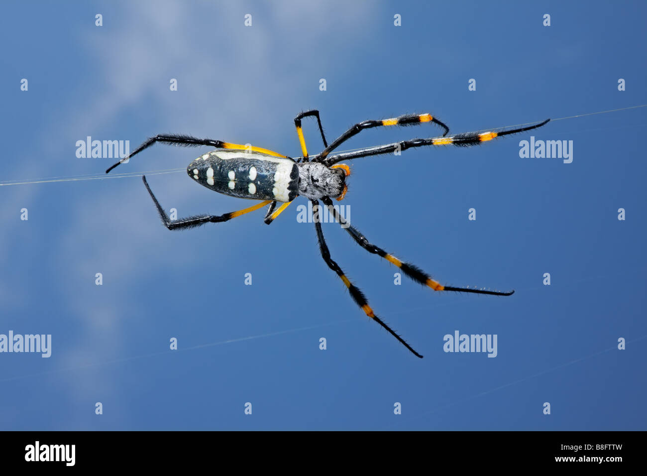Golden orb spider web (Nephila senegalensis) contre un ciel bleu, Afrique du Sud Banque D'Images