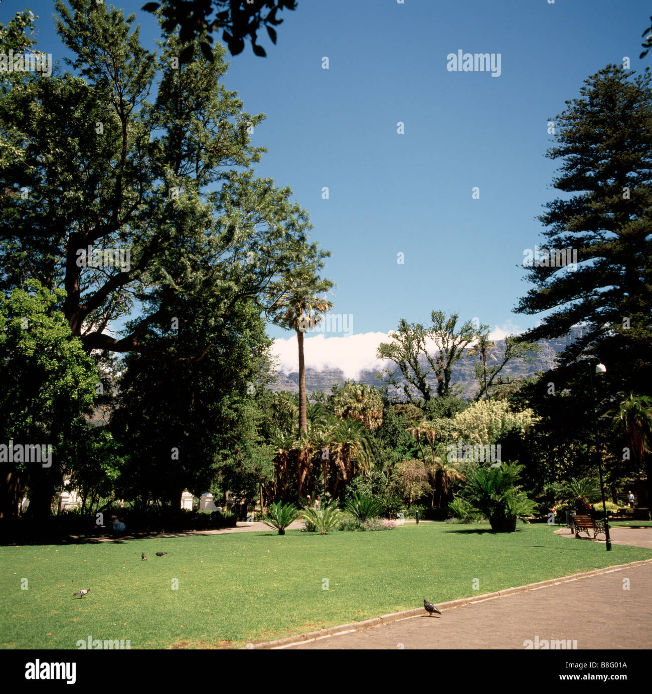 Les jardins de l'entreprise à Cape Town en Afrique du Sud, en Afrique sub-saharienne. l'apartheid jardin cap histoire rhodes voyage colonial historique Banque D'Images