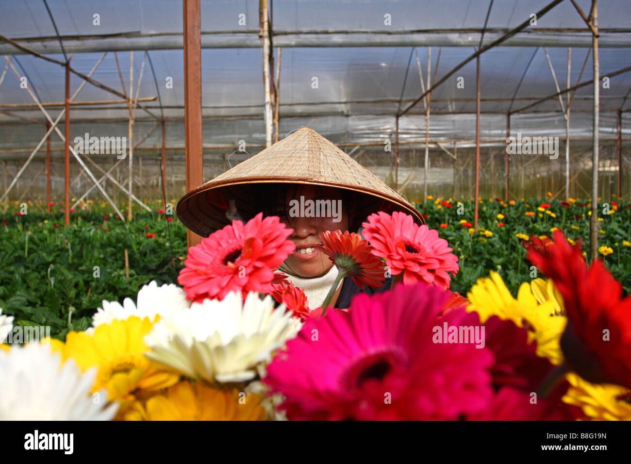 Close up, portrait. Fille vietnamienne avec Chapeau conique traditionnel à moitié caché derrière des fleurs colorées. Dalat, Vietna, Banque D'Images