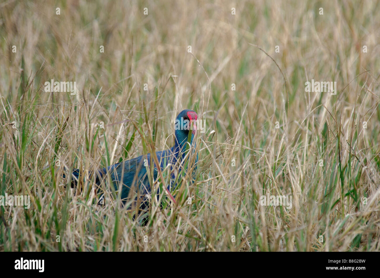 Talève Sultane Porphyrio porphyrio poliocephalus regardant à travers les herbes Banque D'Images