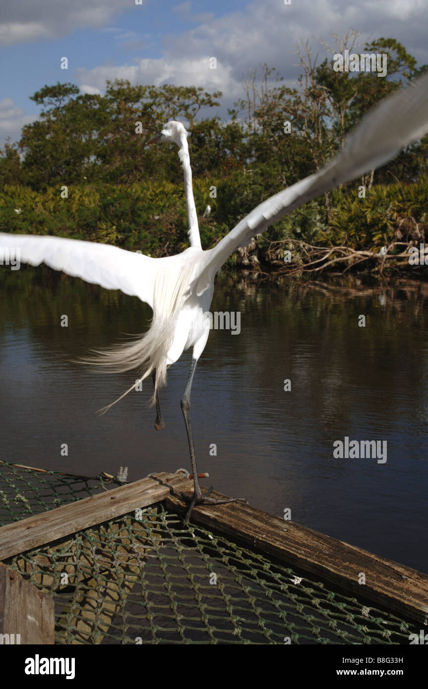 Great white egrit décolle sur swamp à Orlando, Floride Banque D'Images