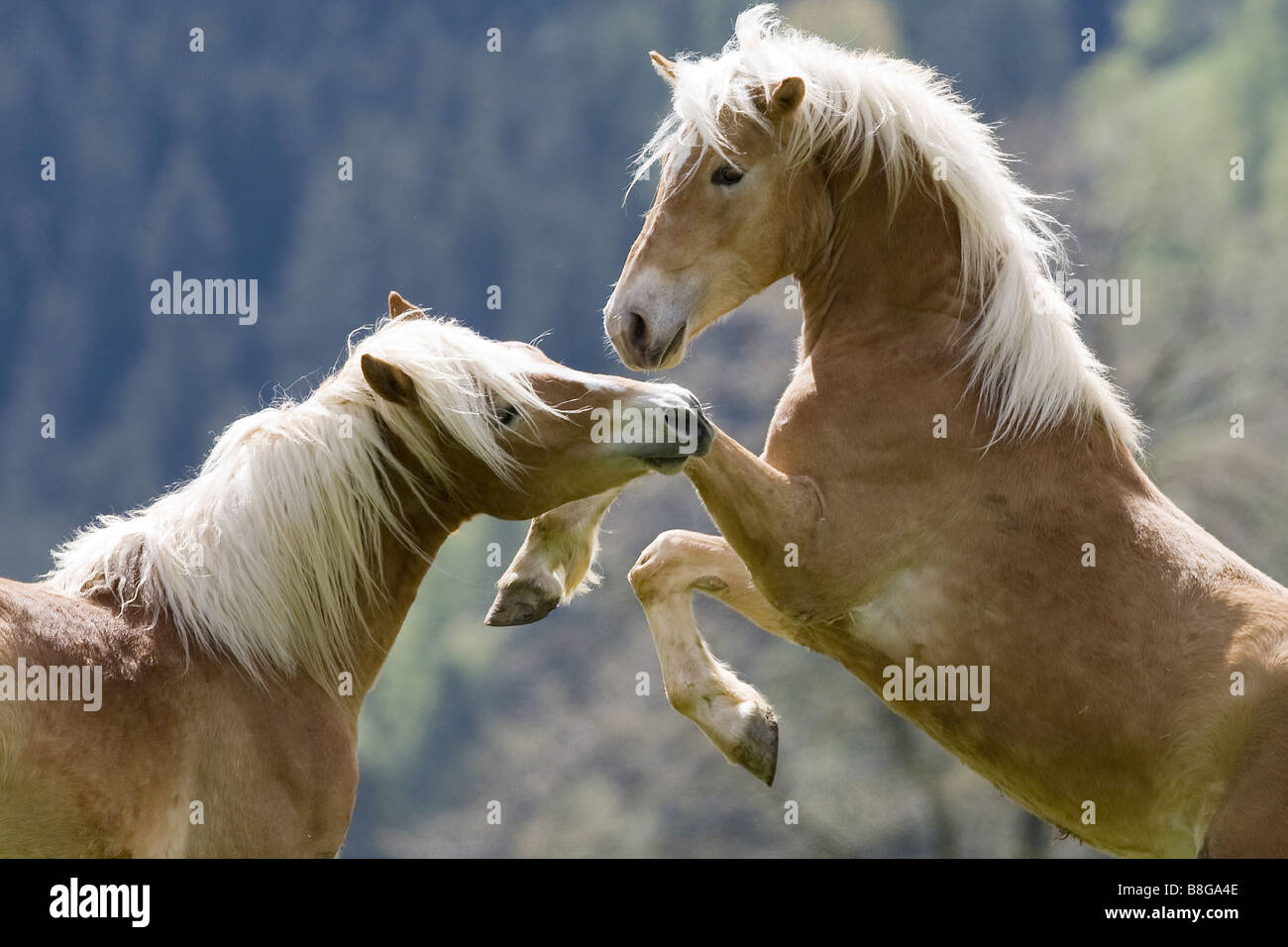 Deux jeunes chevaux Haflinger - lecture Banque D'Images
