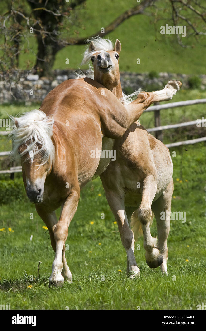 Deux jeunes chevaux Haflinger - l'un est à coups de Banque D'Images