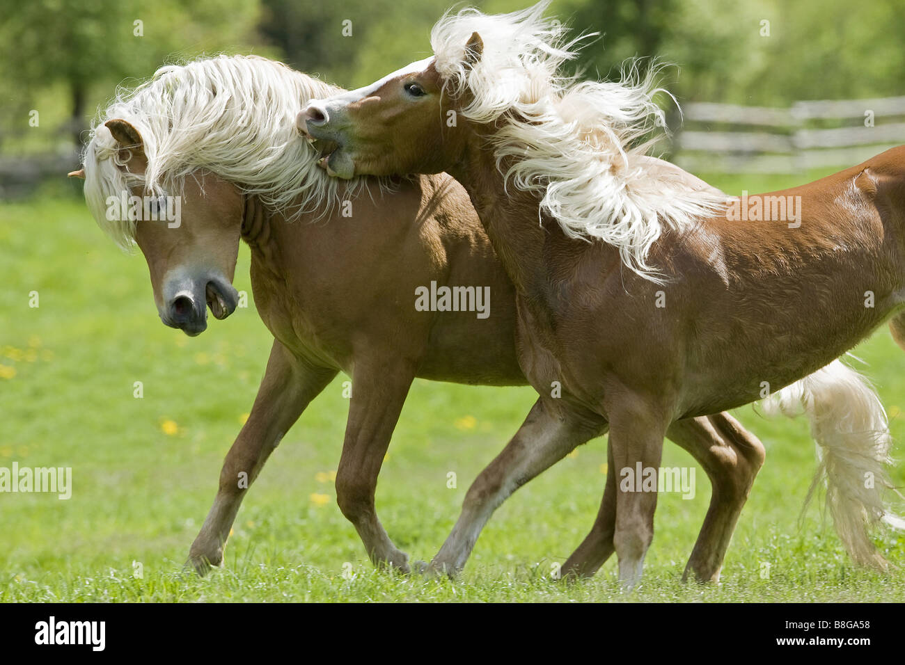 Haflinger cheval. Deux jeunes étalons jouant sur un pâturage Banque D'Images