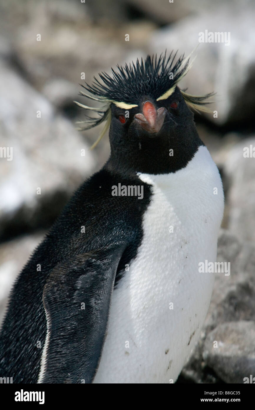 Gorfou sauteur (Eudyptes chrysocome chrysocome Penguin) sur les îles Falkland. Banque D'Images