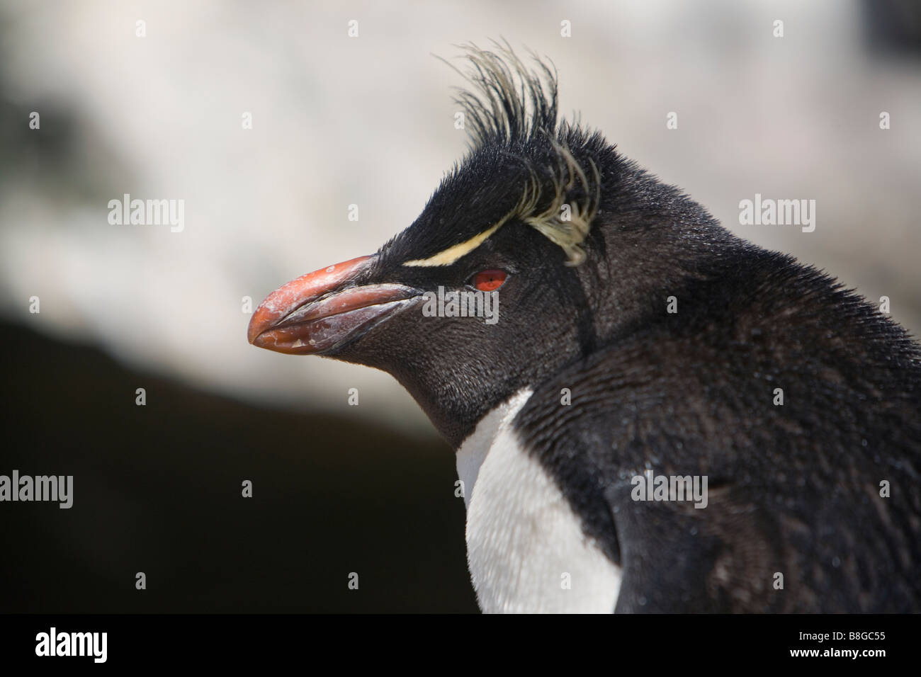 Rockhopper Penguin Eudyptes chrysocome chrysocome) (sur l'administration des îles Falkland Banque D'Images