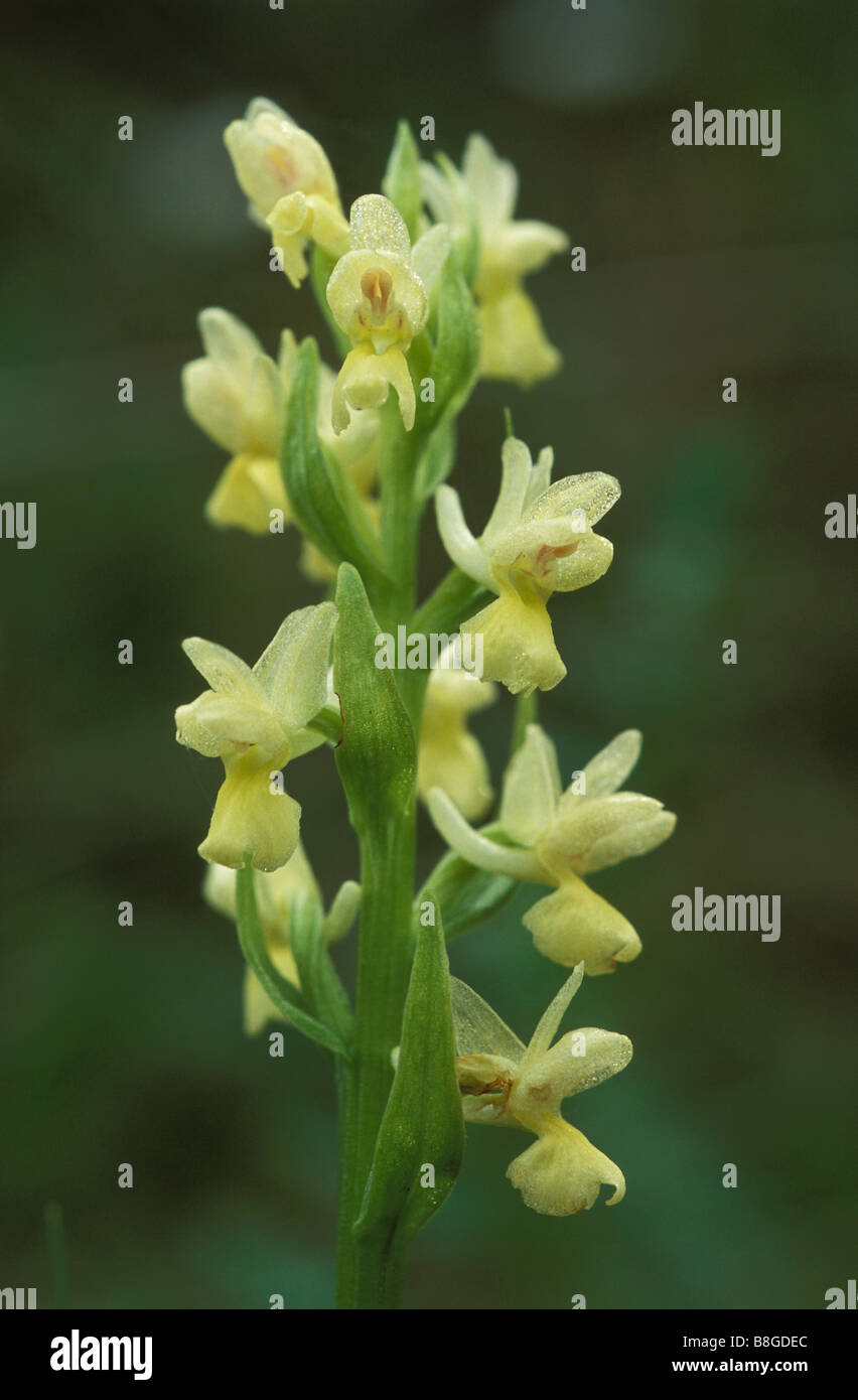 Orchid sicilienne (Dactylorhiza markusii) Banque D'Images