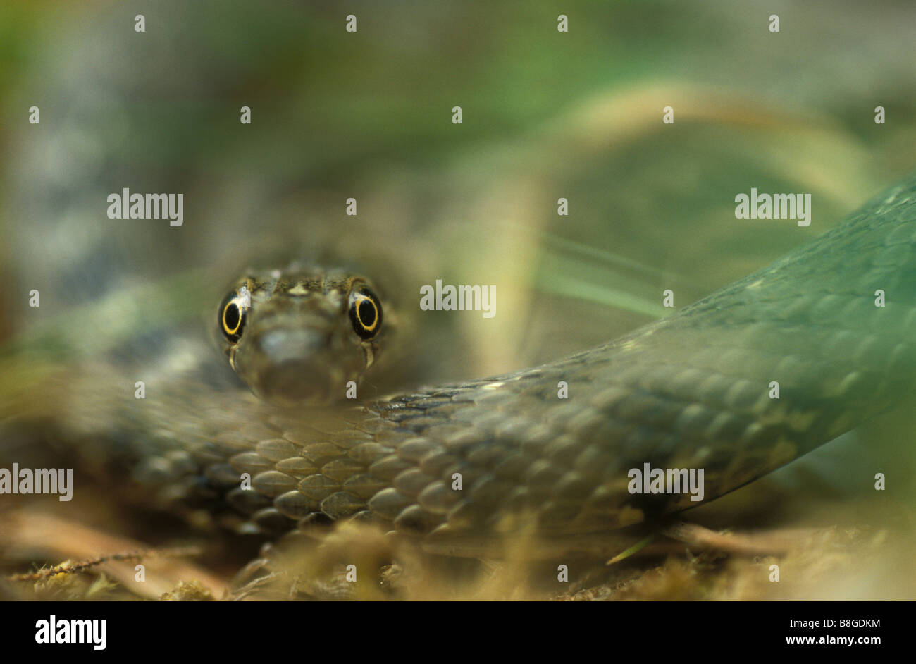 Viperine Natrix maura (serpent d'eau) Banque D'Images