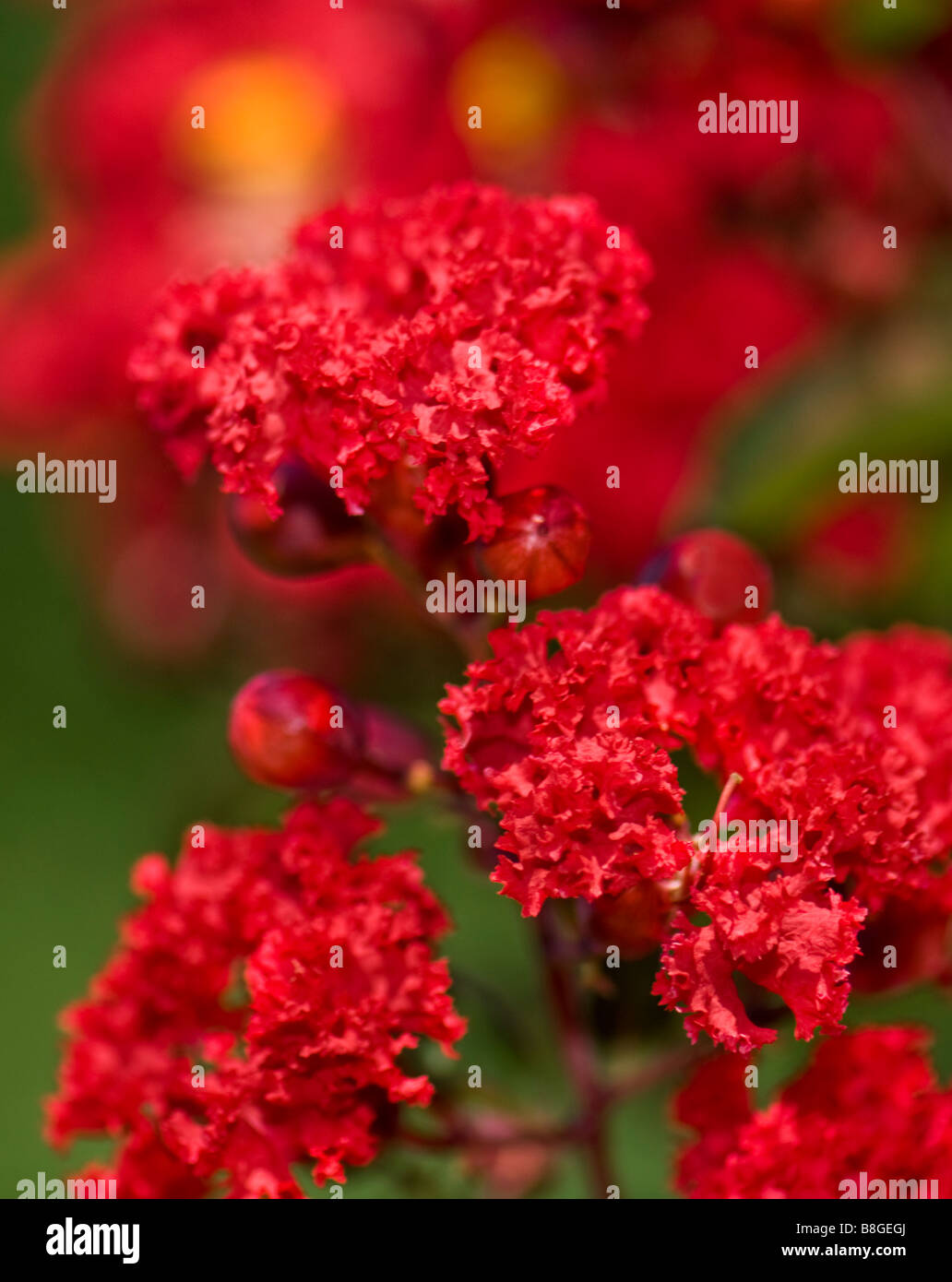 Rouge crêpe fleurs de myrte Lagerstroemia. Gros plan.Oklahoma, États-Unis. Banque D'Images