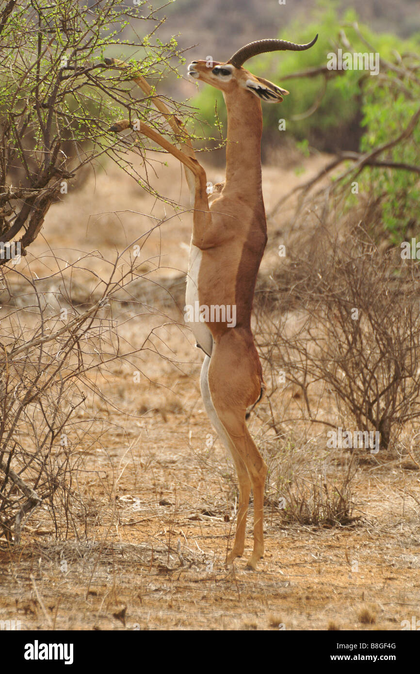 Gerenuk mâle debout sur les pattes arrière pour parcourir l'acacia, Samburu, Kenya Banque D'Images