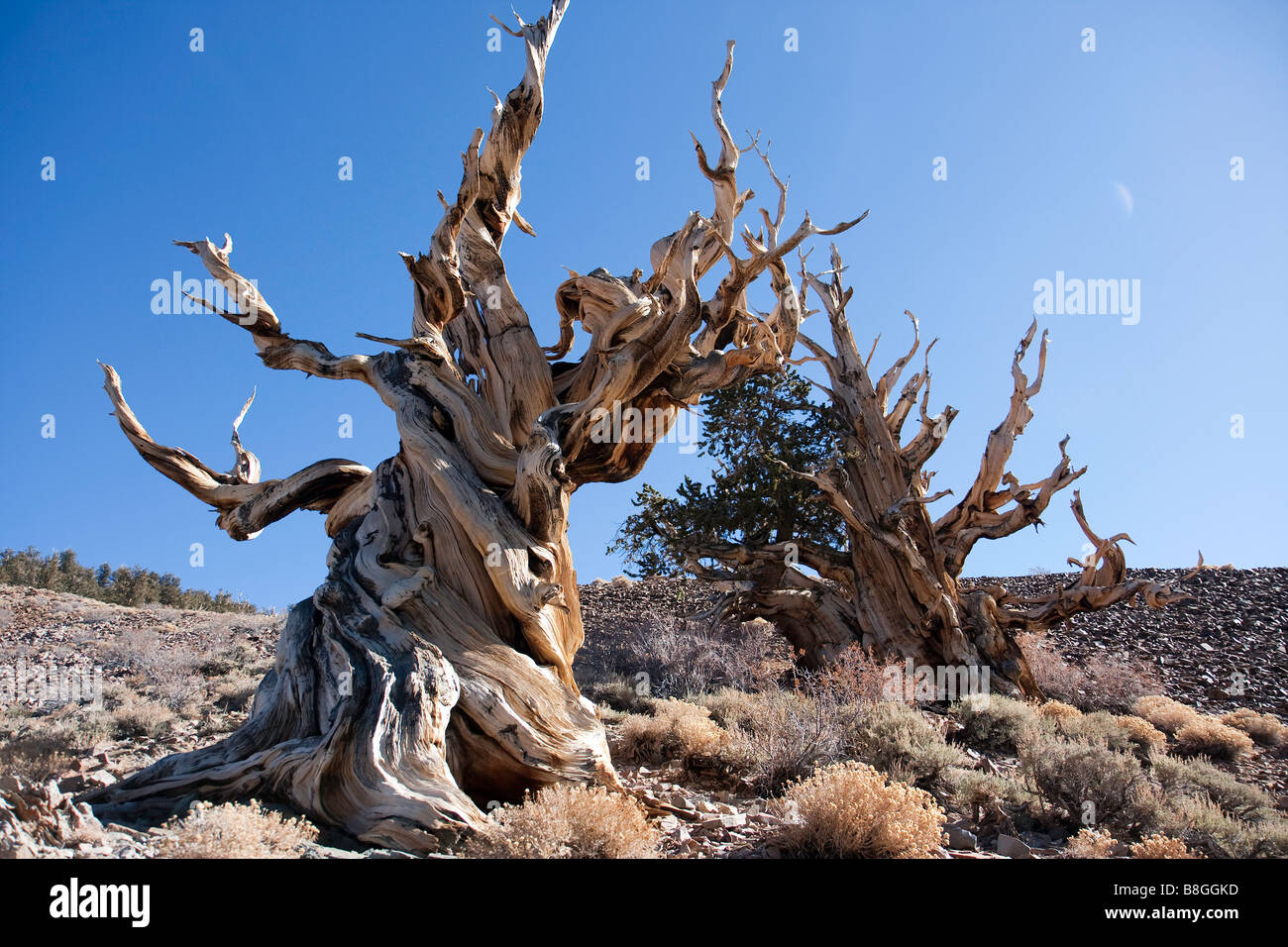 Ancient Bristlecone Pine Trees Banque D'Images