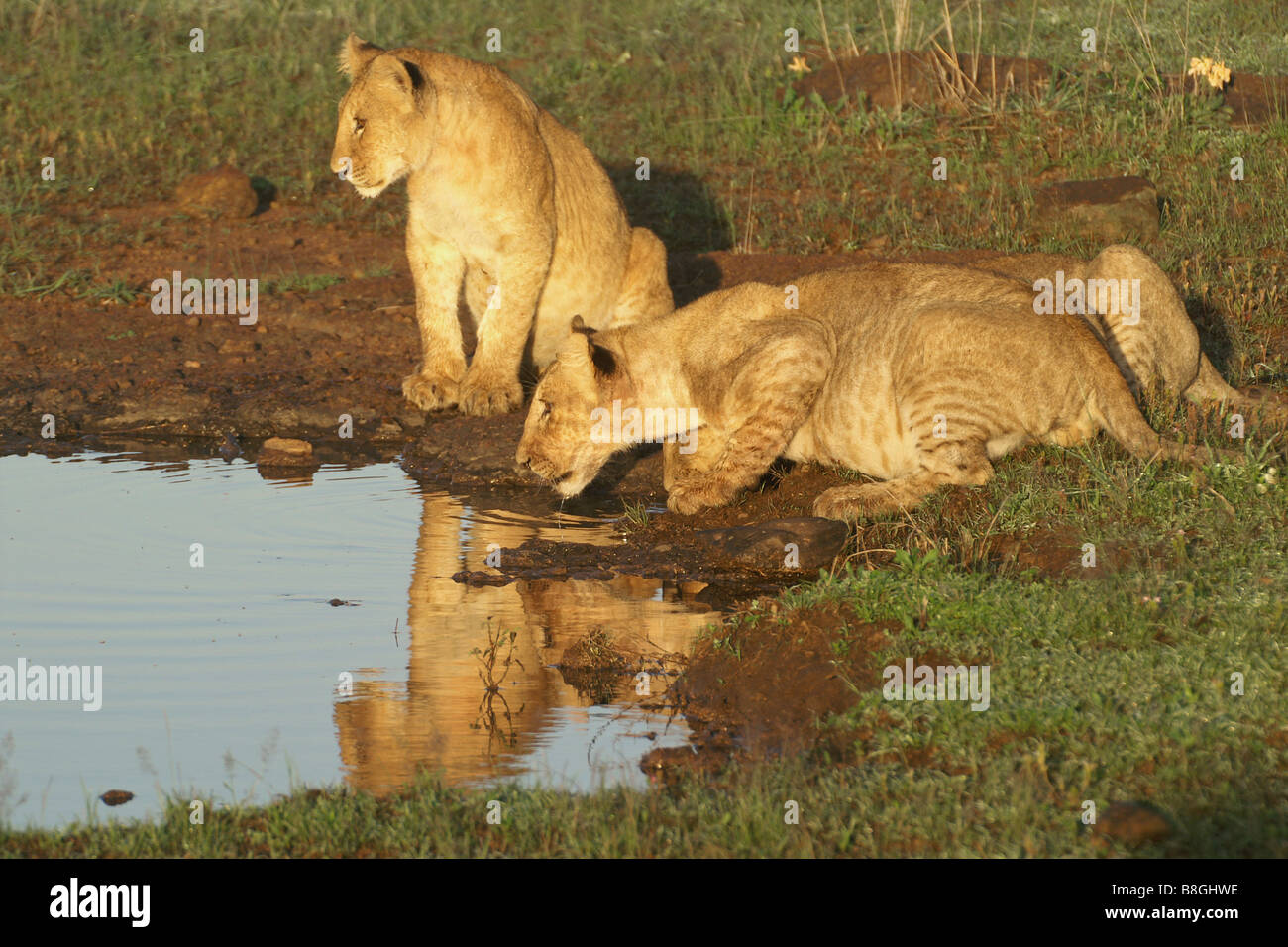 Des lionceaux de l'alcool à Waterhole, Kenya Banque D'Images