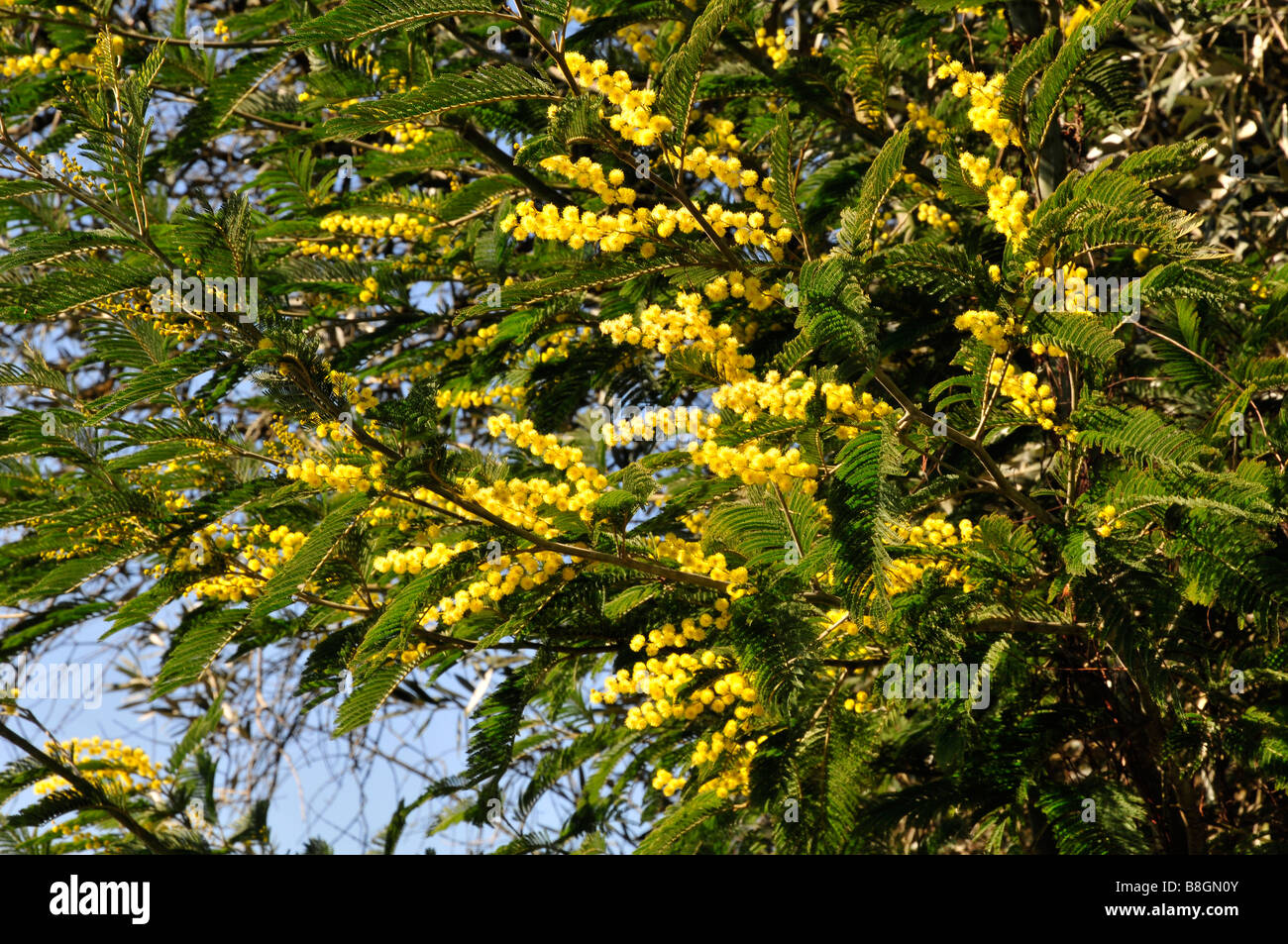 Acacia dealbata, fleurs. Portugal Banque D'Images