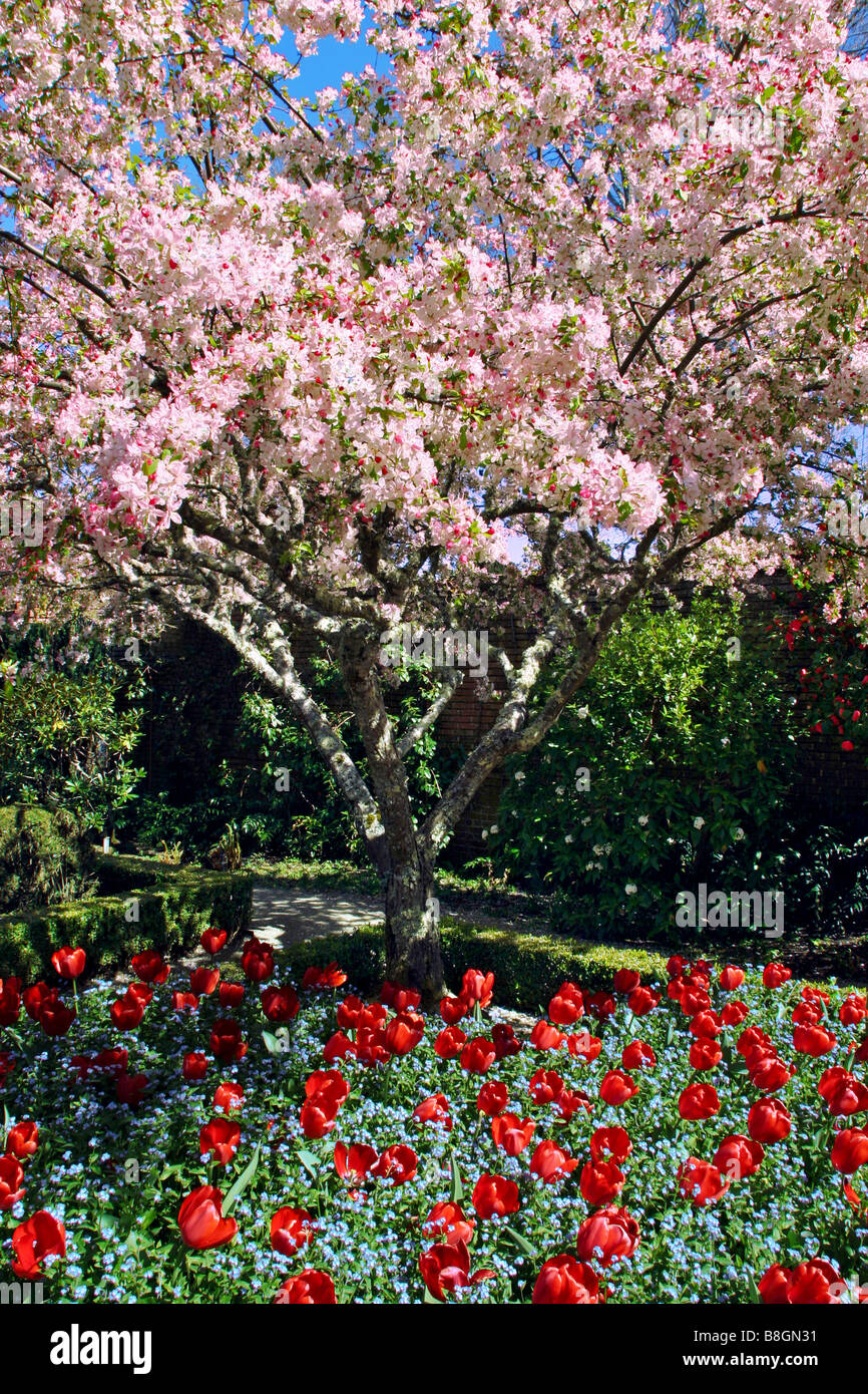 Cerisier en fleurs et tulipes rouges au printemps Banque D'Images