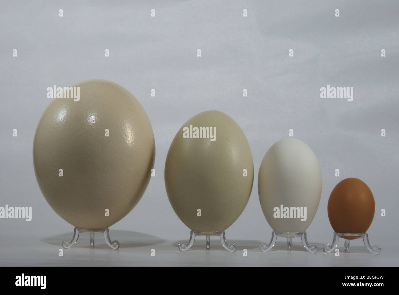 L'affichage de différents types et tailles d'oeufs dans une rangée (autruche, nandou, oie, poule) Banque D'Images