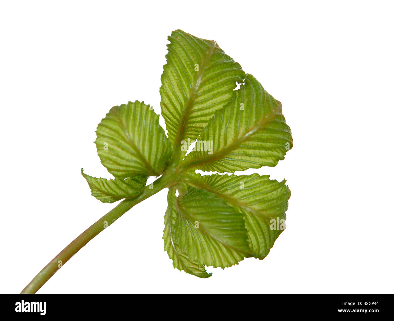 De nouvelles feuilles de marronnier en émergence au printemps. Banque D'Images