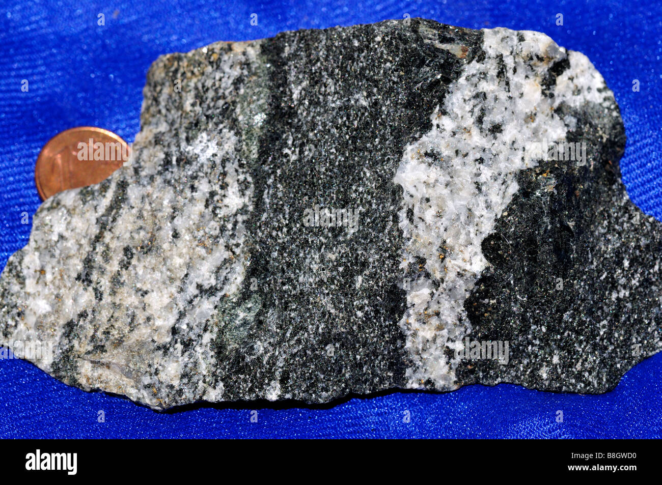 Migmatite est constitué de bandes de biotite et de feldspath. Banque D'Images