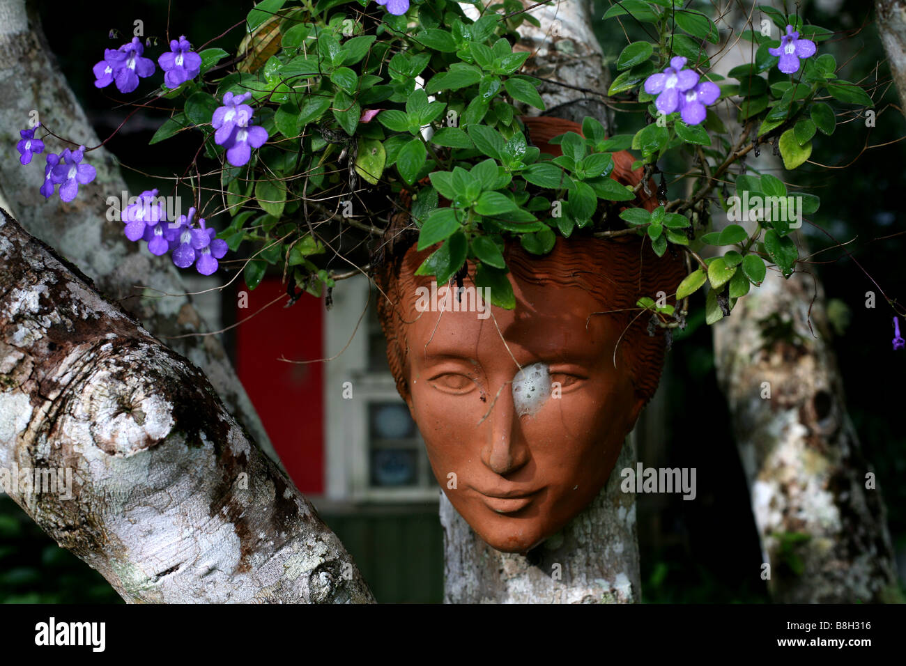Un semoir à la floraison exotique dans un environnement de forêt tropicale Banque D'Images