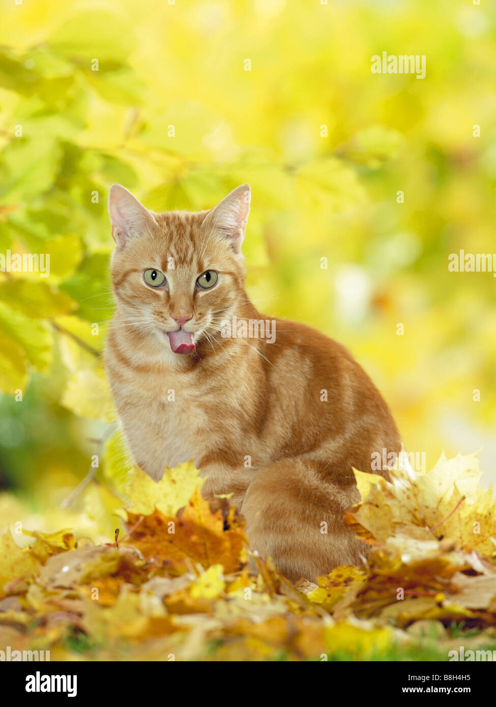 Chat domestique qui sort sa langue maternelle Banque D'Images