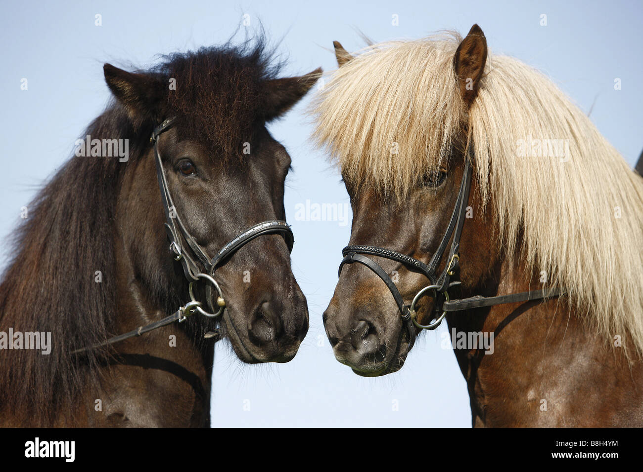 Deux chevaux Islandais - portrait Banque D'Images