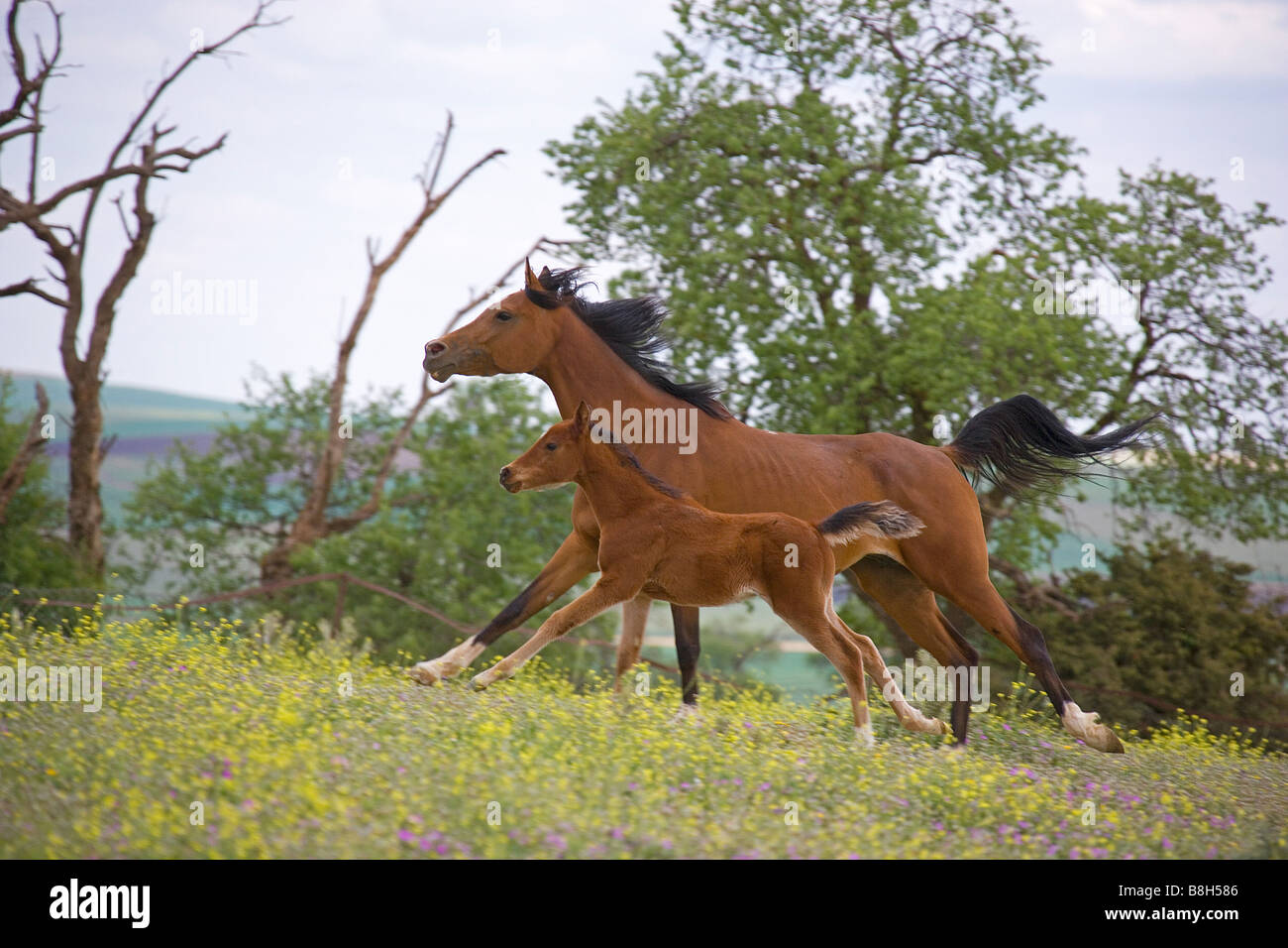 Cheval Arabe avec poulain galopant - on meadow Banque D'Images